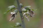 White false indigo